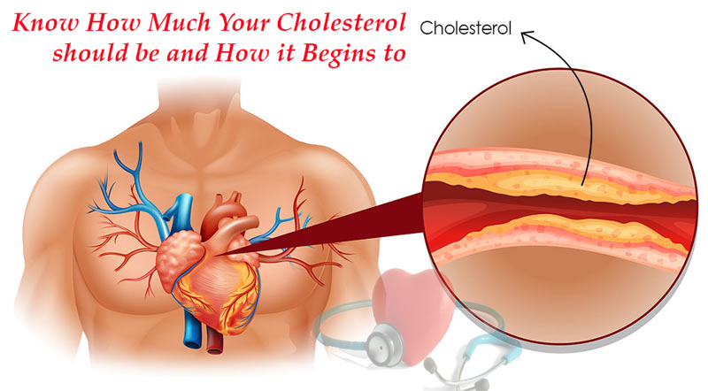 Know How Much Your Cholesterol should be and How it Begins to Bother You