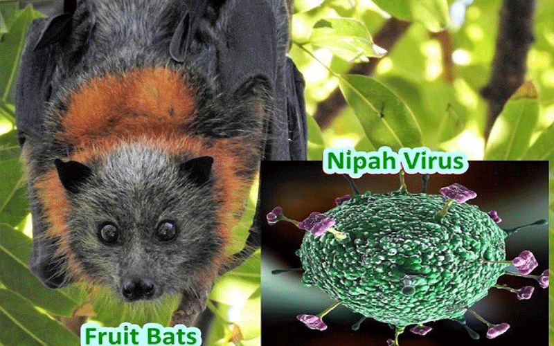 Learn How Dangerous is Nipah Virus, Symptoms and Treatment Tips