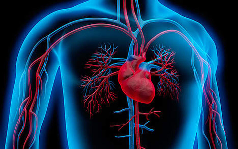 What is Chronic Heart Failure and How to keep the Heart Away from This Disease?