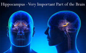 Hippocampus - Very Important Part of the Brain