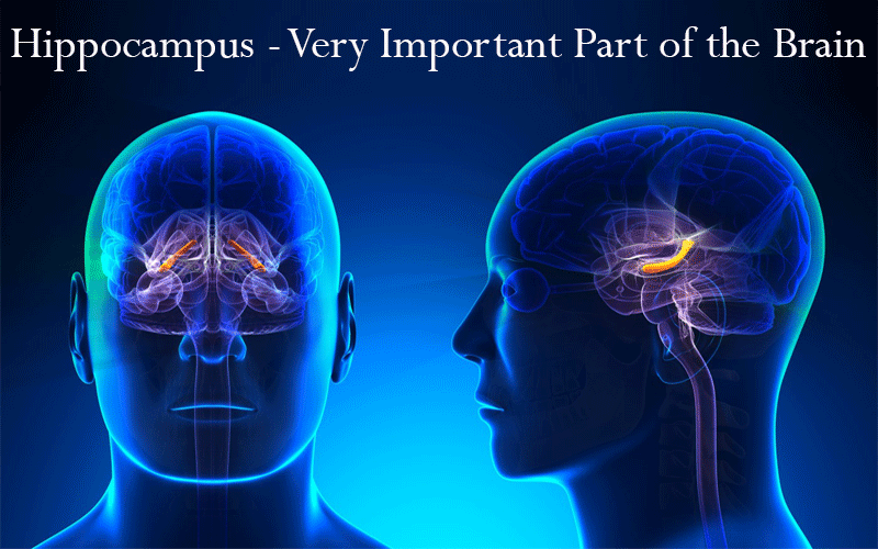 Hippocampus – Very Important Part of the Brain