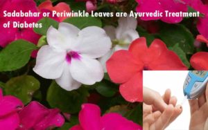Sadabahar or Periwinkle Leaves are Ayurvedic Treatment of Diabetes