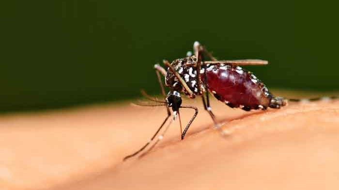 Malaria Treatment and Prevention Tips