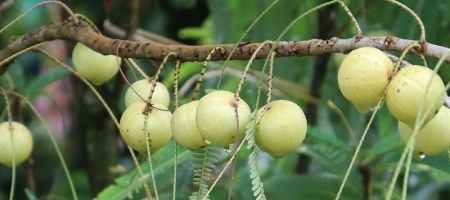 Amla