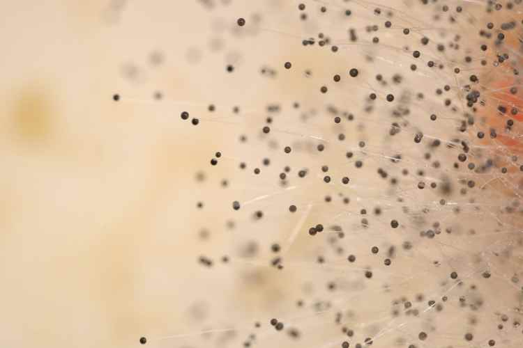 How Do You Kill Mold Spores In The Air Naturally?