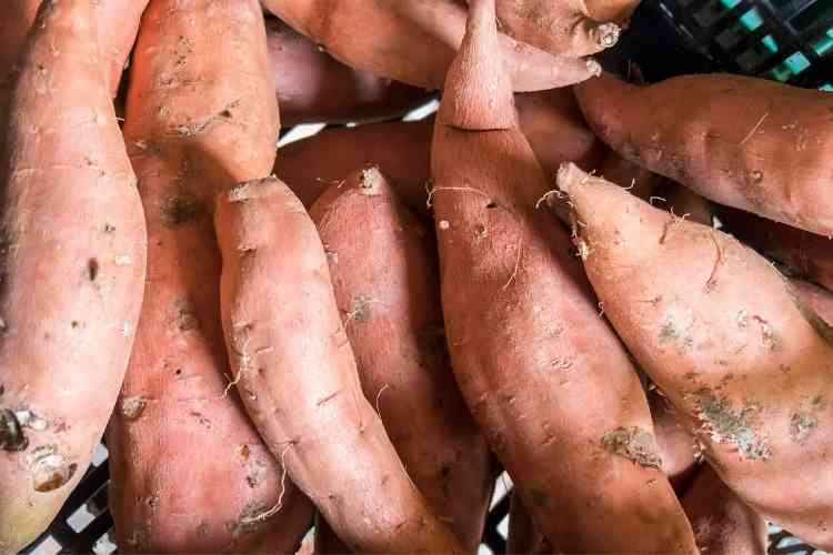 Health Benefits of Ipomoea Batatas: Know the benefits of Sweet potato