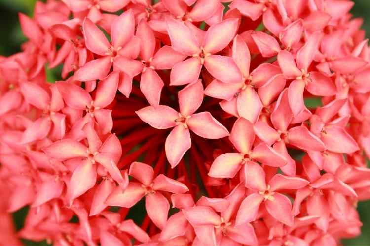 What Are Ixora Coccinea And Health Benefits Of Ixora Coccinea- Know In Details