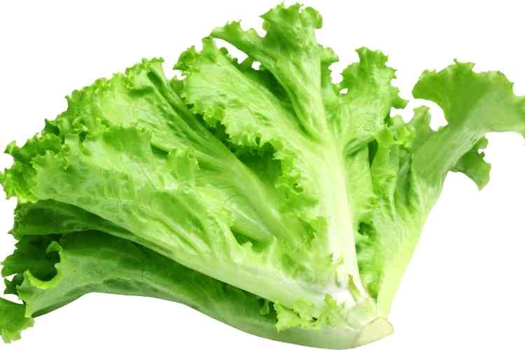 Health Benefits Of Lettuce