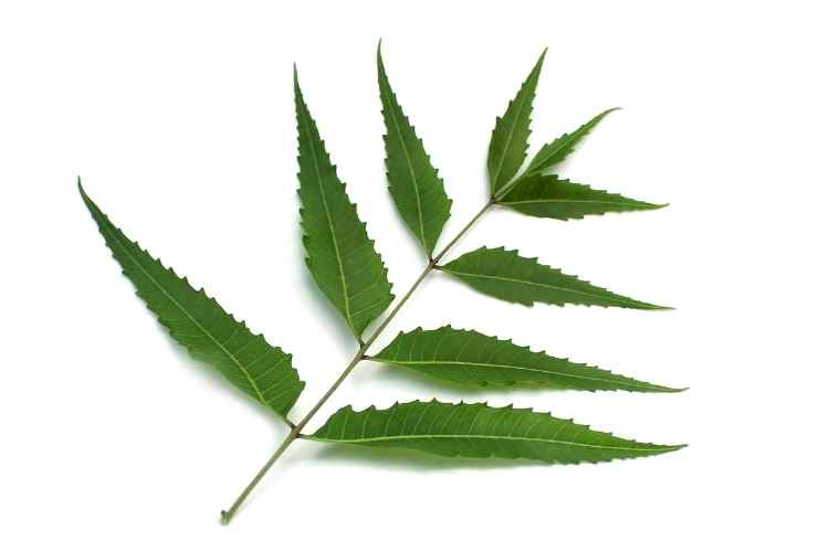 The Ultimate Health Benefits Of Neem