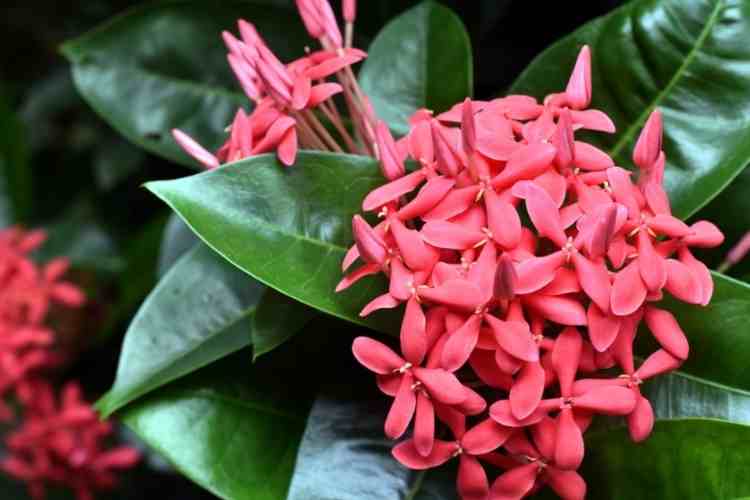 Health Benefits of Ixora leaves: Know These Amazing Benefits Of The Ixora Plant