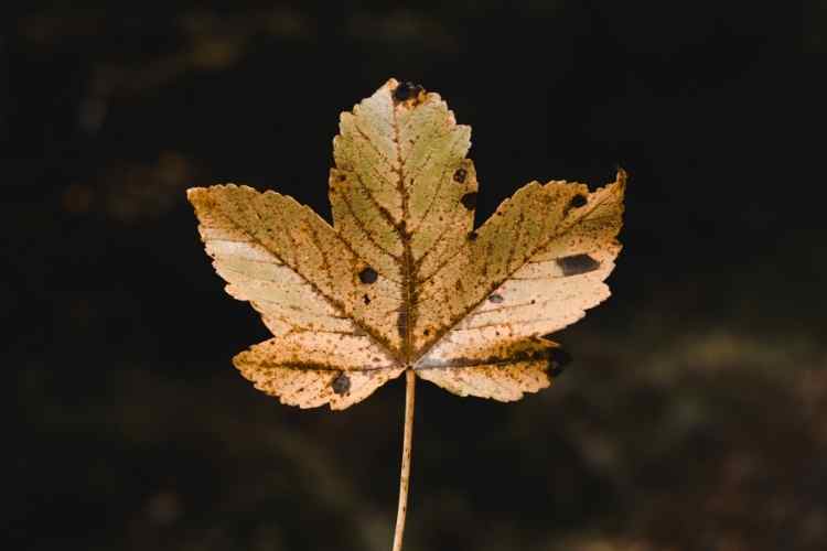 Health Benefits And Side Effects Of Iyana Ipaja Leaf (Hospital Too Far)– Know In Details