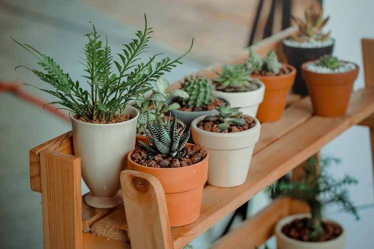 Health Benefits Of Owning Plants