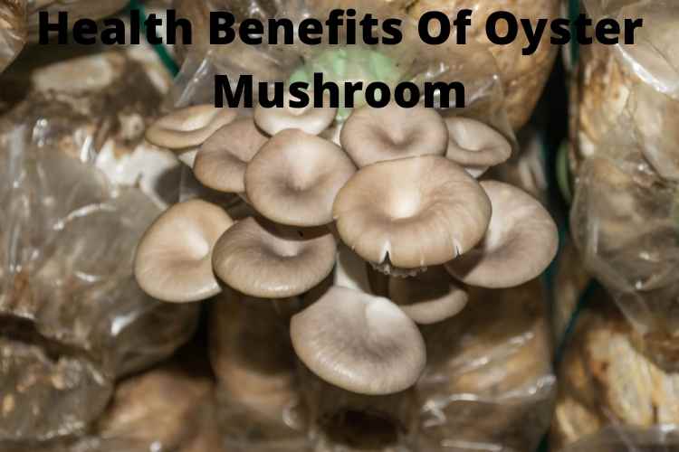 Health Benefits Of Oyster Mushroom