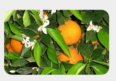 Citrus Sinensis