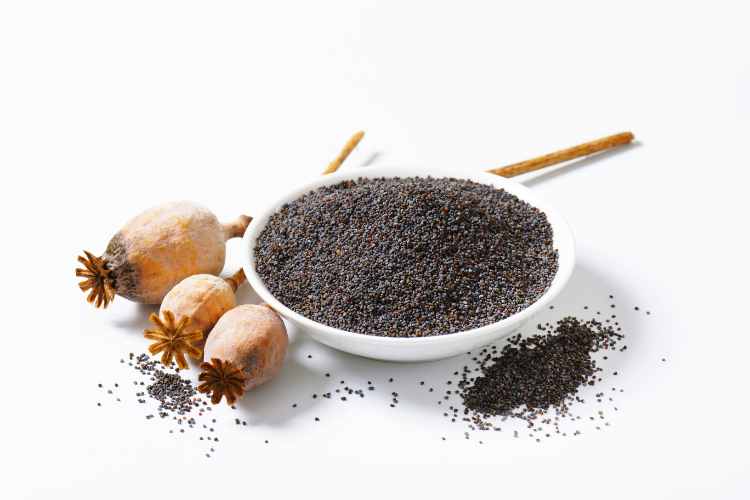 List of Tiny Black Bugs Look Like Poppy Seeds: Know About Other Such Bugs here!