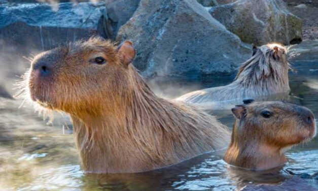 Are Capybaras Friendly?: Know Everything About Capybaras Here