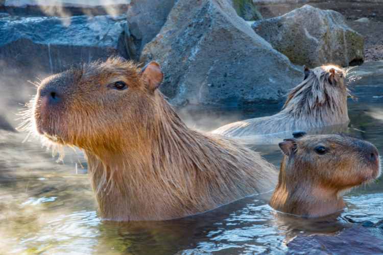 Are Capybaras Friendly?: Know Everything About Capybaras Here