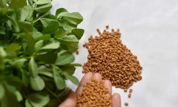 A Comprehensive Guide to Kasuri Methi Benefits