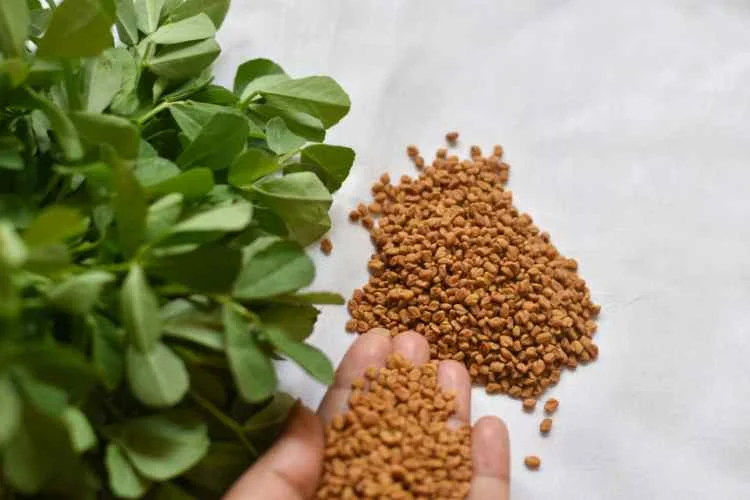 A Comprehensive Guide to Kasuri Methi Benefits