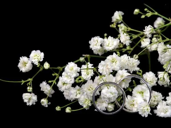Is Baby’s Breath Edible?: Know if you can eat this flower or not!